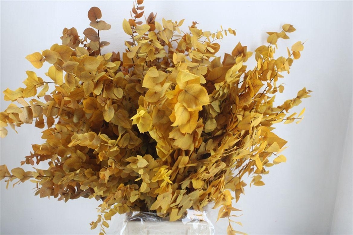 <h4>Pres Euca Stuartiana Yellow Bunch</h4>