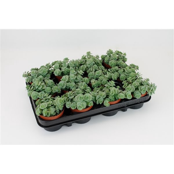 Sedum Siebolii