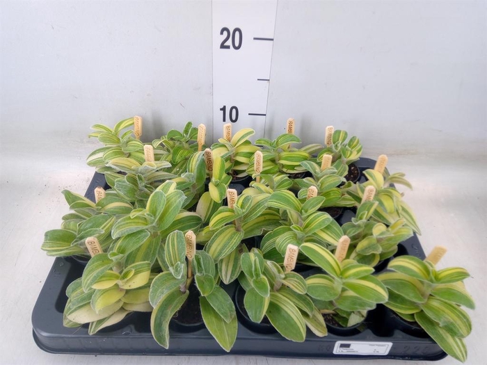 <h4>Tradescantia   ...</h4>