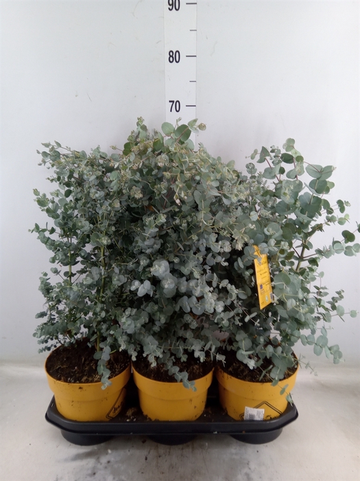 <h4>Eucalyptus gunnii</h4>