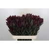 Leucadendron Saf Sunset Dark R.