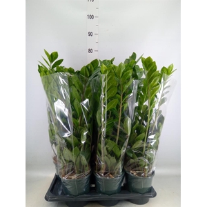 Zamioculcas zamiifolia