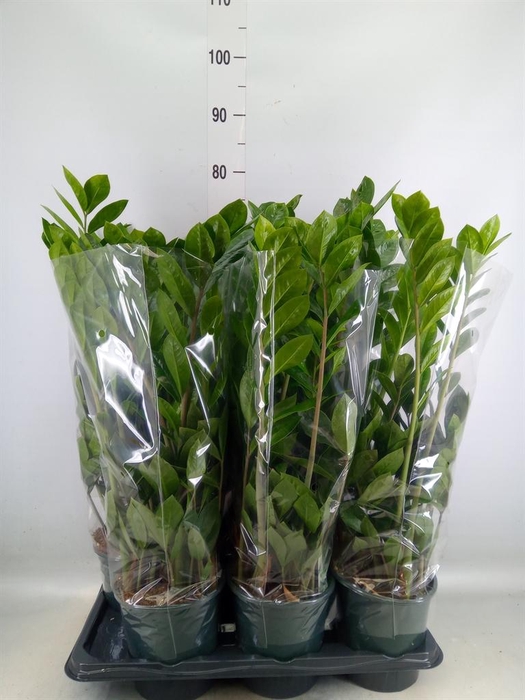 <h4>Zamioculcas zamiifolia</h4>