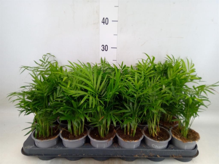 <h4>Chamaedorea elegans</h4>