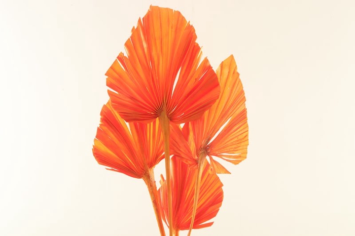 Palm Spear Orange