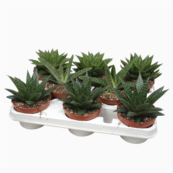 <h4>Aloe   ...mix</h4>