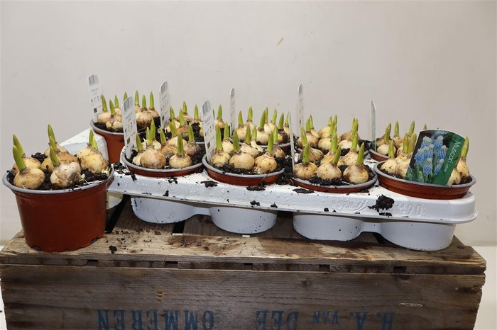 <h4>arr8 Muscar Esther</h4>