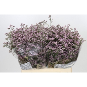 Limonium Safora Oshi Pink