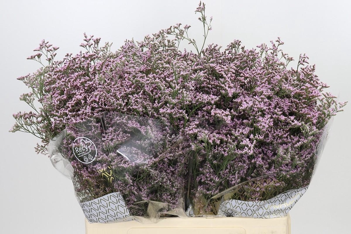Limonium Safora Oshi Pink
