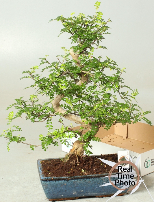 <h4>Bonsai Gem</h4>