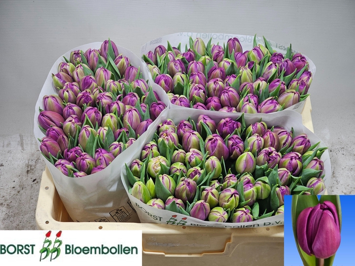 <h4>TU DU RESPECTABLE</h4>