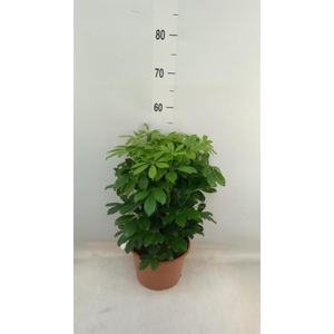 Schefflera arbor. 'Nora'