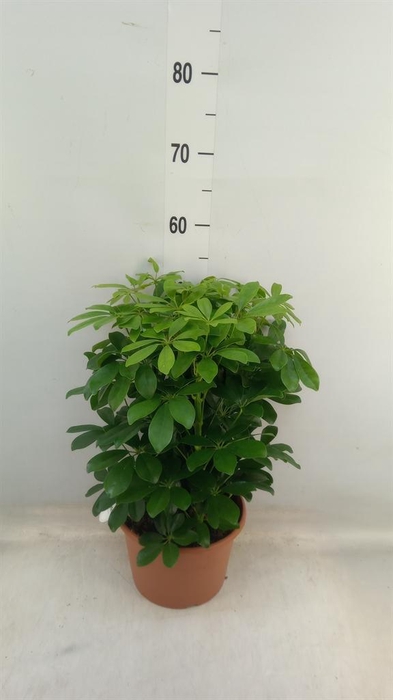 <h4>Schefflera arbor. 'Nora'</h4>