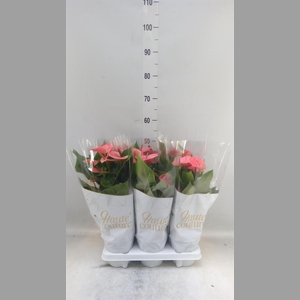 Anthurium andr. 'Sweet Dream'