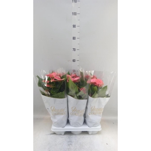 Anthurium andr. 'Sweet Dream'