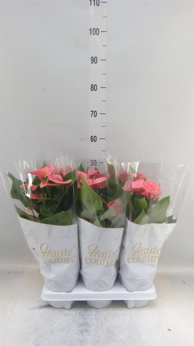 <h4>Anthurium andr. 'Sweet Dream'</h4>