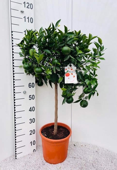 <h4>Citrus reticulata Mandarine on stem</h4>