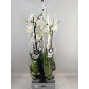 Phalaenopsis  'White World'