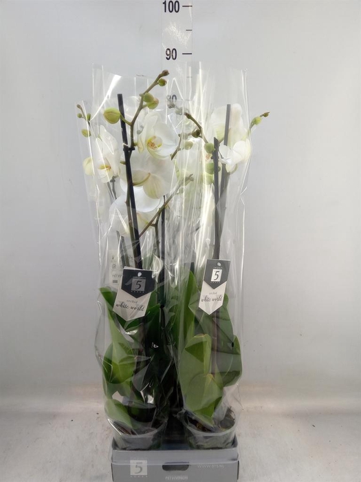 <h4>Phalaenopsis  'White World'</h4>