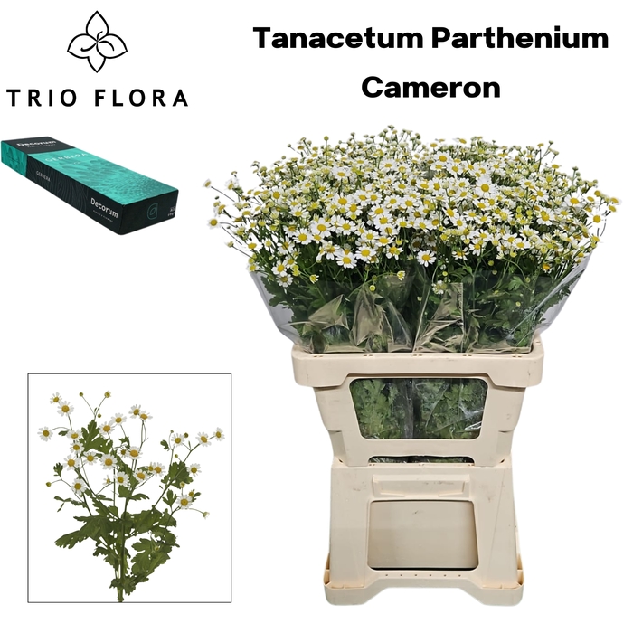 <h4>TANA PA CAMERON Small Box 40</h4>