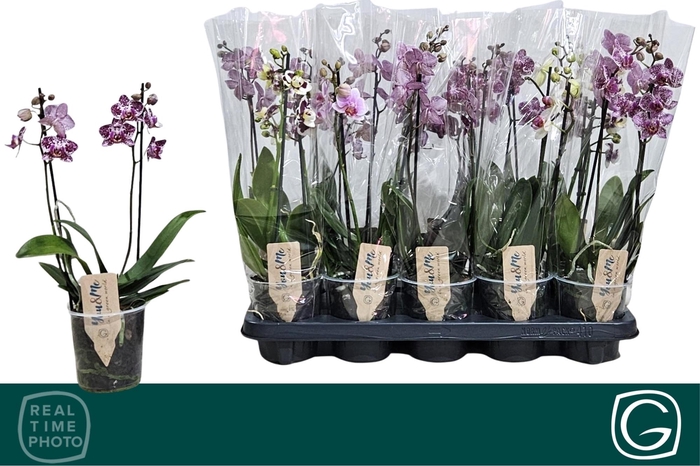 <h4>PHAL MF GEM 4 KL</h4>