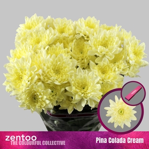Chr T Pina Colada Cr