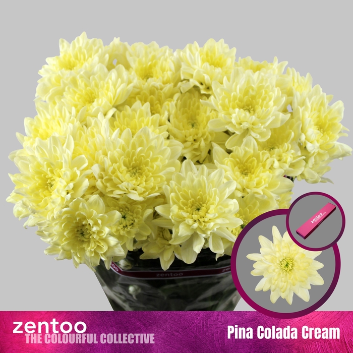 <h4>Chr T Pina Colada Cr</h4>