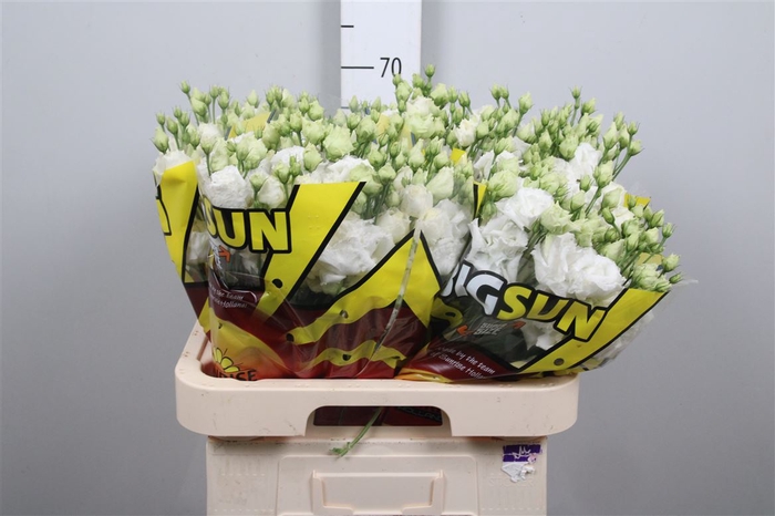 <h4>Eus G Alissa Pure White</h4>