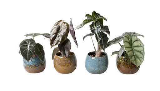 <h4>ALOCASIA MIX  P6 L 724</h4>