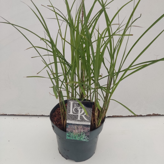 <h4>Graminées Miscanthus 'Ferner Osten'</h4>