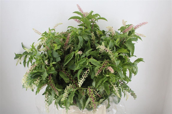 <h4>Carbouzijn Berry P Bunch</h4>