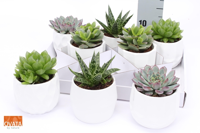 <h4>SUCC GEM 4 SRT</h4>