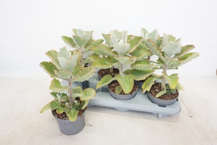 <h4>KALANCHOE BEHARENSIS</h4>