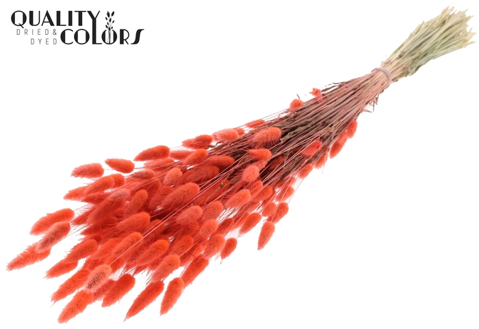 <h4>Lagurus per bunch Coral</h4>