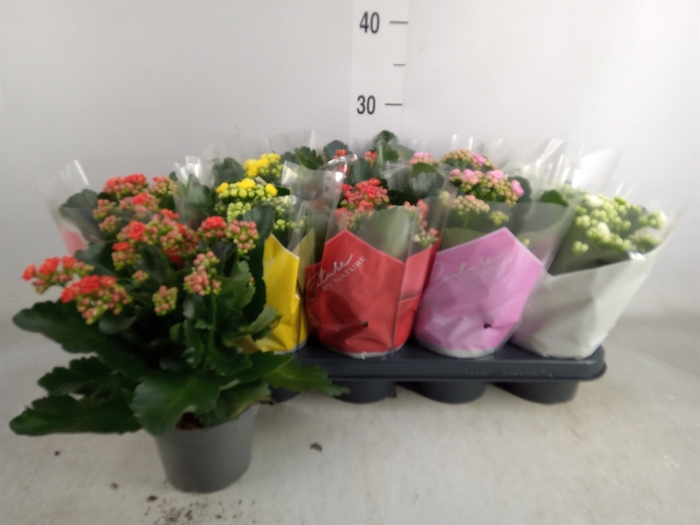 <h4>Kalanchoe blos.   ..rosebud mix  5</h4>