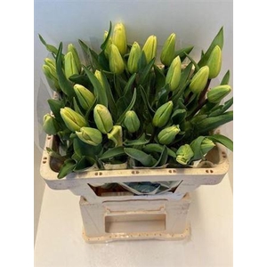 Tu En Lavender Magic