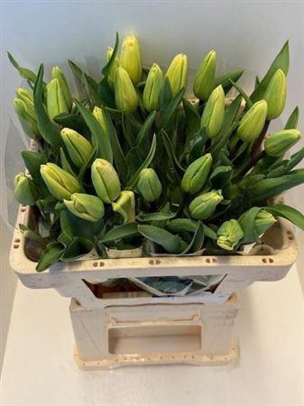 <h4>Tu En Lavender Magic</h4>