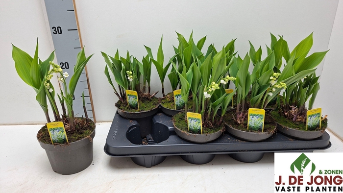 <h4>CONVALLARIA MAJALIS</h4>