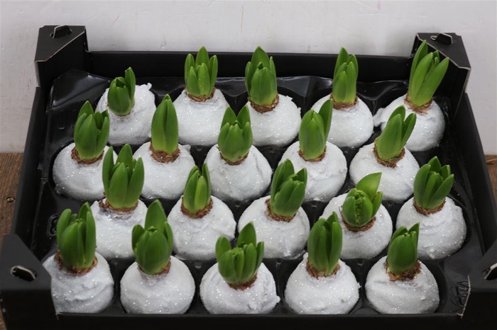 <h4>Wax Hyacinth Gl Wit</h4>