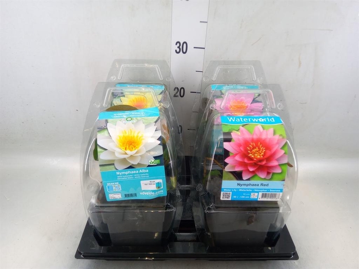 <h4>Nymphaea   ...</h4>