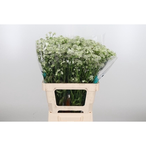 Astrantia Wit Billion Stars