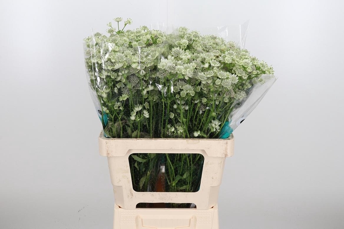 <h4>Astrantia Wit Billion Stars</h4>