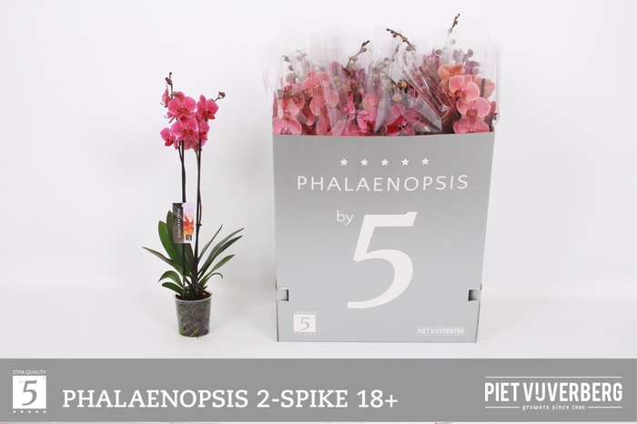 <h4>PHAL OV ROOD</h4>