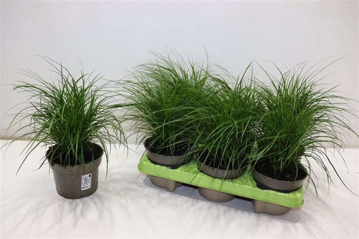 <h4>arr8 Carex Brunnea</h4>