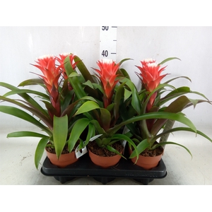 Guzmania  'Hope'