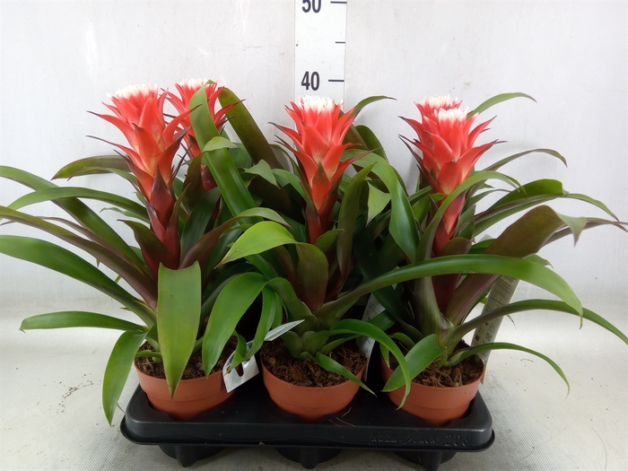 <h4>Guzmania  'Hope'</h4>