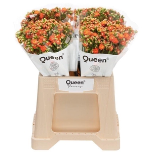 Kalanchoe  'Brilliant Orange Meado'