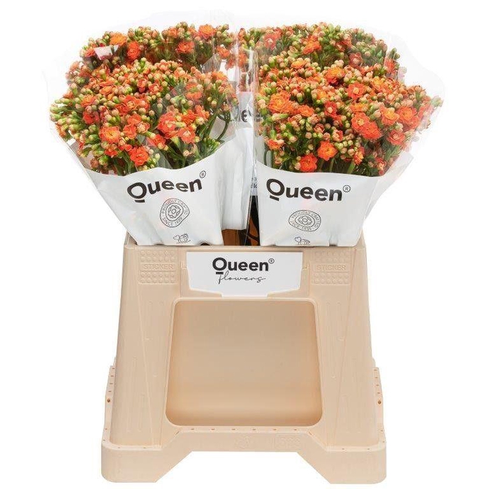 <h4>Kalanchoe  'Brilliant Orange Meado'</h4>