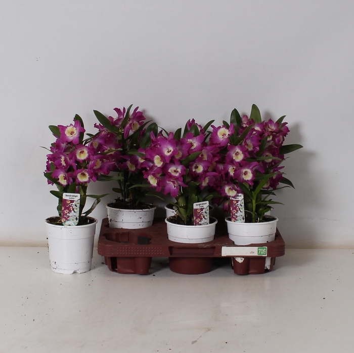 <h4>DEND NOBILE</h4>