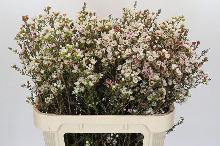 <h4>Chamelaucium Tal White</h4>